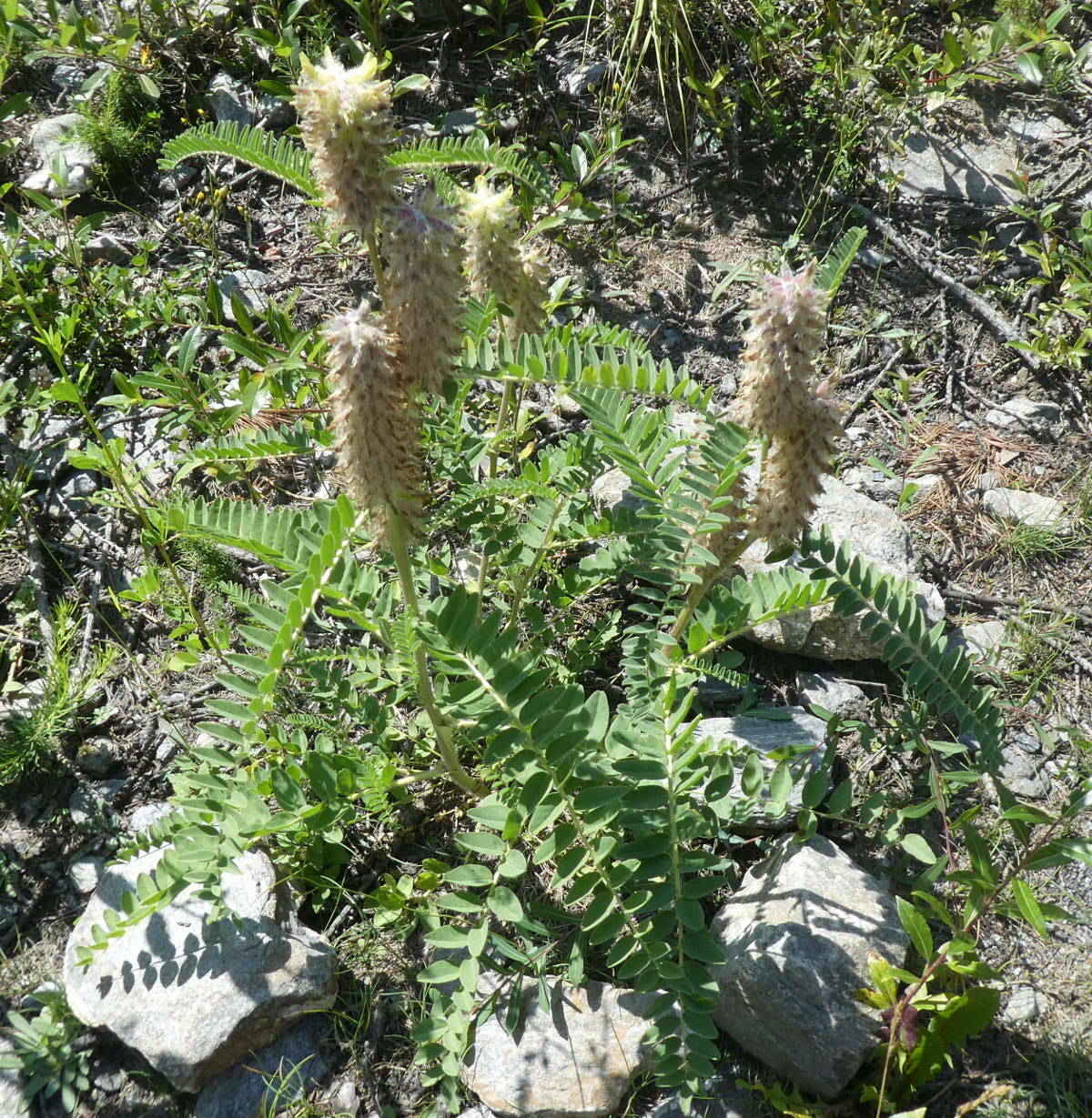 Astragalus alopecurus